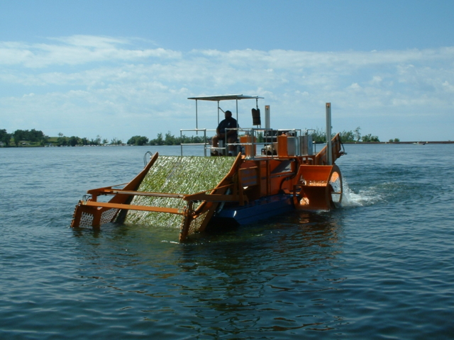 Alphaboats FX-11 Waterweed Harvester rolling weeds up its wide cutting conveyor